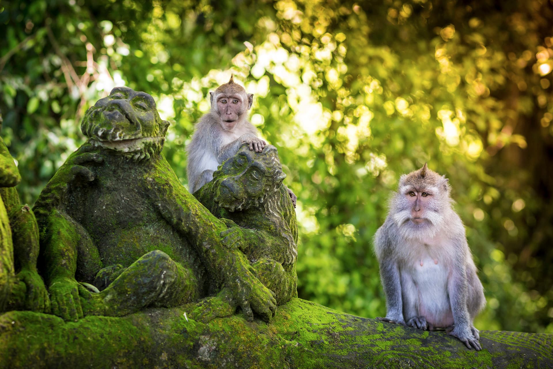 El bosque de los monos de Ubud