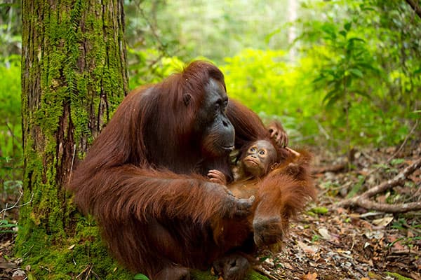 Ver orangutanes